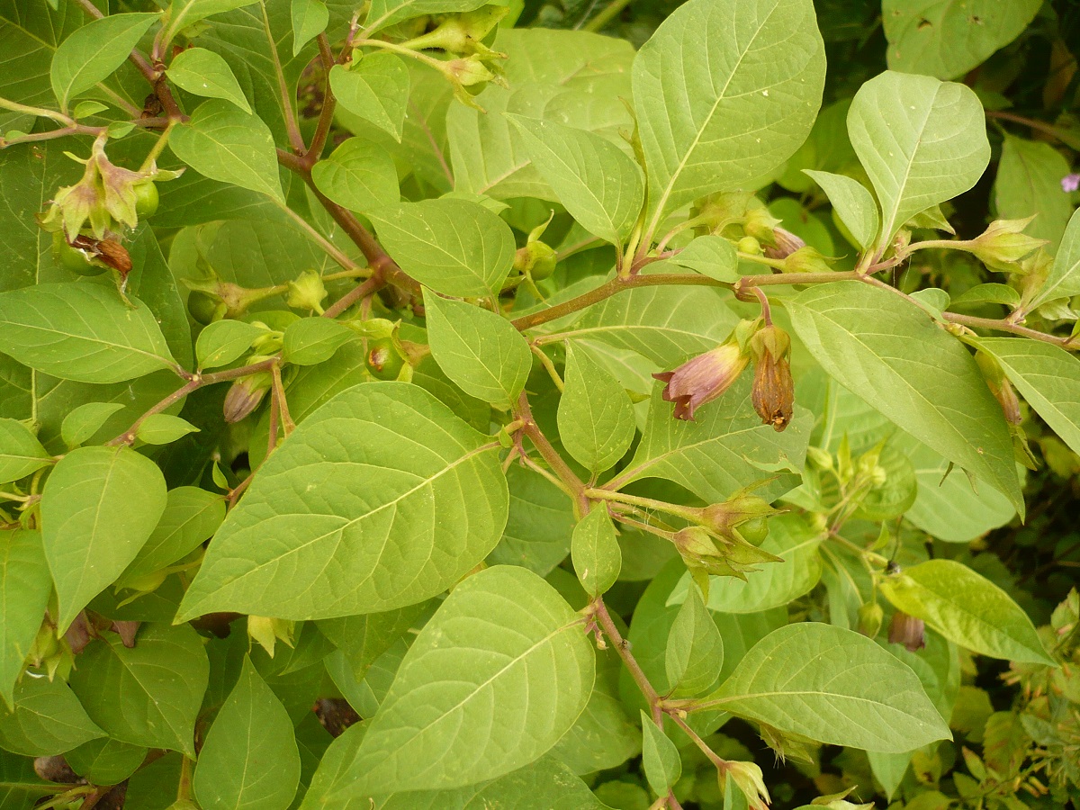 Atropa belladonna (Solanaceae)